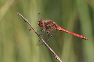 <i>Sympetrum vulgatum</i>  © Alexandre Ruffoni