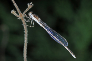 <i>Sympecma fusca</i>  © Christophe Quintin