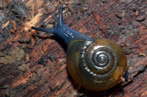 <i>Oxychilus draparnaudi</i>  © Christophe Quintin