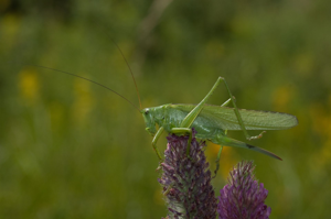 <i>Tettigonia viridissima</i>  © Olivier Bardet