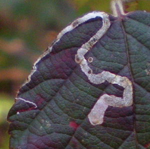 <i>Stigmella aurella</i>  © Jean Béguinot