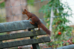 <i>Sciurus vulgaris</i>  © Ludovic Jouve