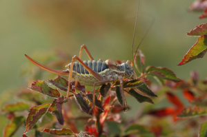 <i>Ephippiger diurnus</i>  © Olivier Bardet