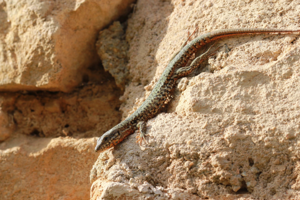 <i>Podarcis muralis</i>  © Alexandre Ruffoni