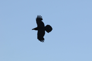 <i>Corvus corax</i>  © Ludovic Jouve