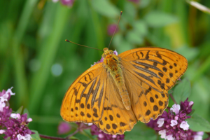 <i>Argynnis paphia</i>  © Alexandre Ruffoni