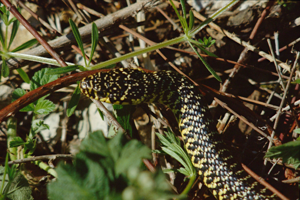 <i>Hierophis viridiflavus</i>  © Robert Guyetant