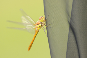 <i>Sympetrum striolatum</i>  © Ludovic Jouve
