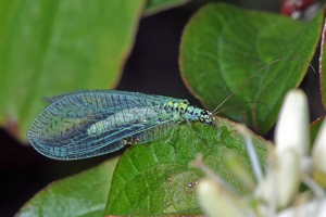 <i>Chrysopa perla</i>  © Christophe Quintin