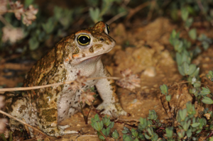 <i>Epidalea calamita</i>  © Ludovic Jouve