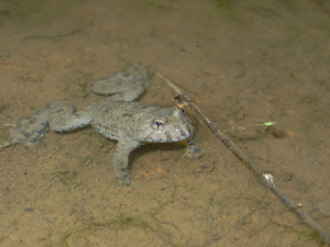 <i>Bombina variegata</i>  © Nicolas Varanguin