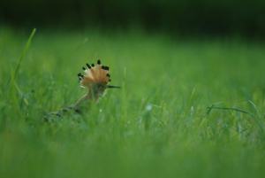 <i>Upupa epops</i>  © Ludovic Jouve
