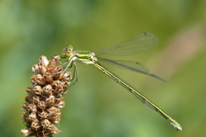 <i>Lestes virens</i>  © Alexandre Ruffoni