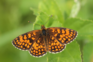 <i>Melitaea athalia</i>  © Alexandre Ruffoni