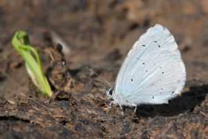 <i>Celastrina argiolus</i>  © Alexandre Ruffoni