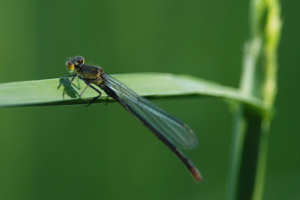 <i>Erythromma najas</i>  © Ludovic Jouve