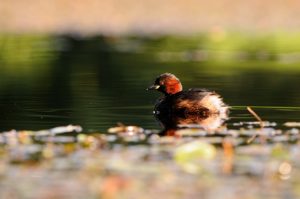 <i>Tachybaptus ruficollis</i>  © Ludovic Jouve