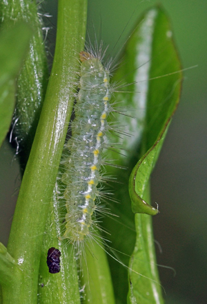 <i>Pterophorus pentadactylus</i>  © Christophe Quintin