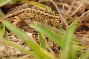 <i>Lacerta agilis</i>  © Ludovic Jouve
