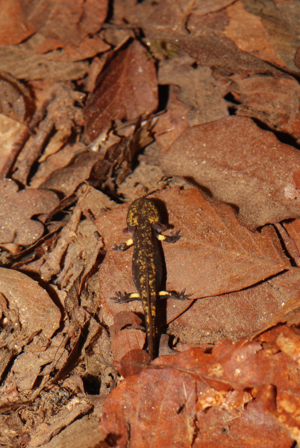 <i>Salamandra salamandra</i>  © Ludovic Jouve
