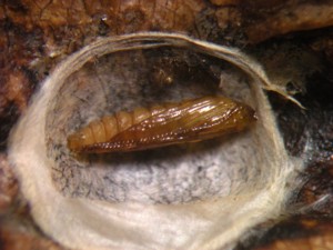 <i>Cameraria ohridella</i>  © Jean Béguinot