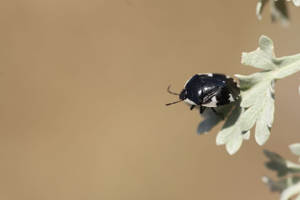 <i>Tritomegas sexmaculatus</i>  © Ennaloël Mateo-Espada