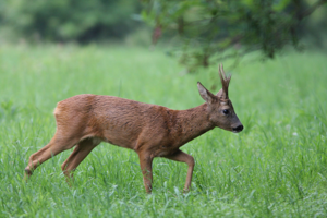 <i>Capreolus capreolus</i>  © Georges Bédrines