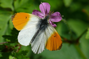 <i>Anthocharis cardamines</i>  © Alexandre Ruffoni