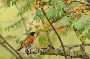 <i>Phoenicurus phoenicurus</i>  © Ludovic Jouve