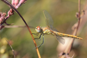 <i>Sympetrum fonscolombii</i>  © Alexandre Ruffoni