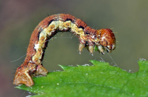 <i>Erannis defoliaria</i>  © Christophe Quintin
