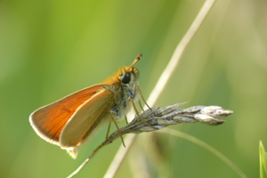 <i>Thymelicus sylvestris</i>  © Alexandre Ruffoni