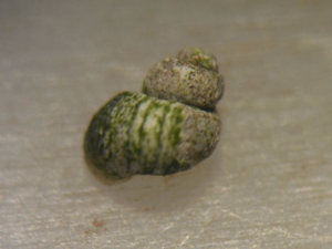 <i>Bythinella carinulata</i>  © Jean Béguinot