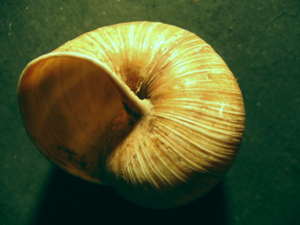 <i>Helix pomatia</i>  © Jean Béguinot