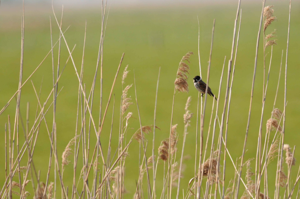 <i>Emberiza schoeniclus</i>  © Ludovic Jouve