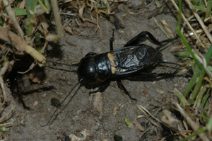 <i>Gryllus campestris</i>  © Olivier Bardet