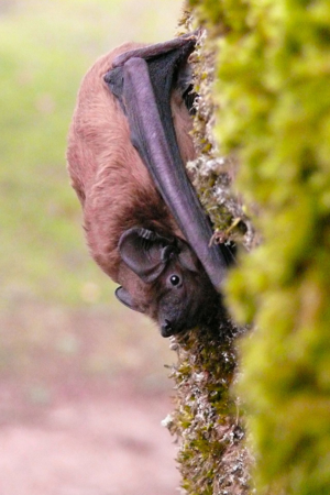 <i>Nyctalus noctula</i>  © Ludovic Jouve