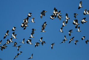 <i>Vanellus vanellus</i>  © Ludovic Jouve