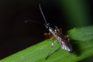 <i>Diplazon laetatorius</i>  © Christophe Quintin