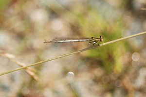 <i>Platycnemis pennipes</i>  © Ludovic Jouve