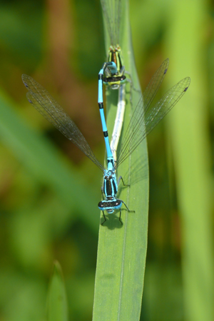 <i>Coenagrion puella</i>  © Alexandre Ruffoni