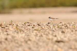 <i>Charadrius dubius</i>  © Ludovic Jouve