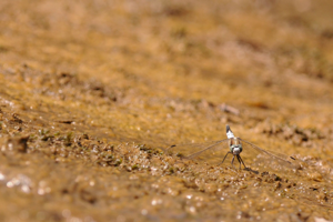 <i>Orthetrum albistylum</i>  © Ludovic Jouve