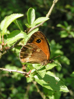 <i>Pyronia tithonus</i>  © Alexandre Ruffoni