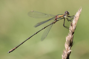 <i>Chalcolestes viridis</i>  © Alexandre Ruffoni