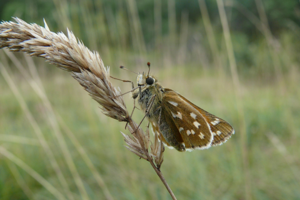 <i>Hesperia comma</i>  © Alexandre Ruffoni
