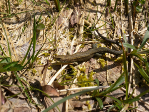 <i>Zootoca vivipara</i>  © Nicolas Varanguin