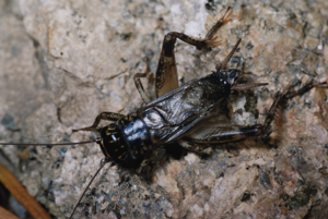 <i>Eumodicogryllus bordigalensis</i>  © Olivier Bardet