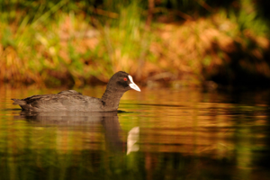 <i>Fulica atra</i>  © Ludovic Jouve