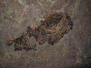<i>Mormo maura</i>  © Alexandre Cartier